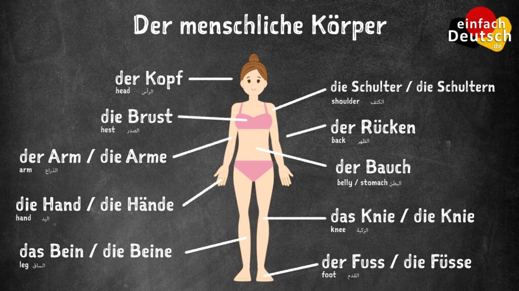 Körperteile auf Deutsch
